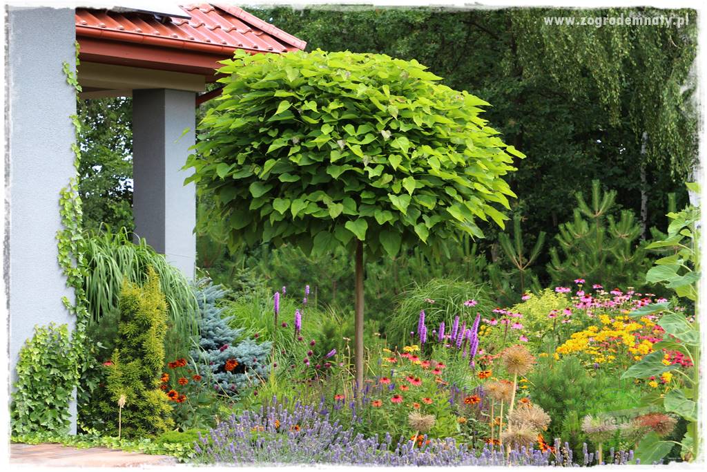 Byliny długo kwitnące 1