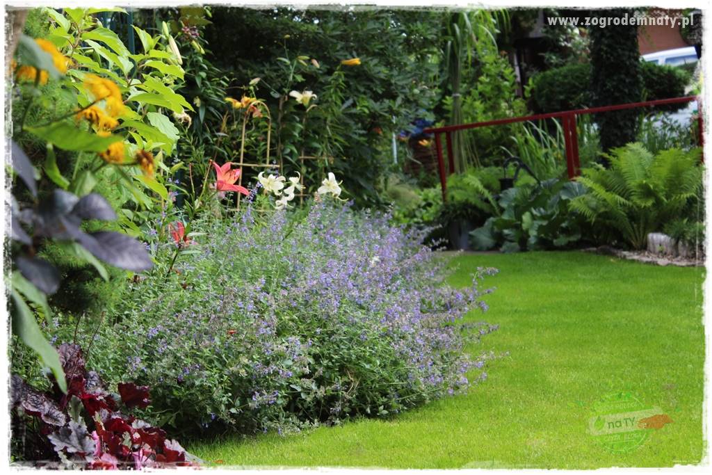 Byliny długo kwitnące 11