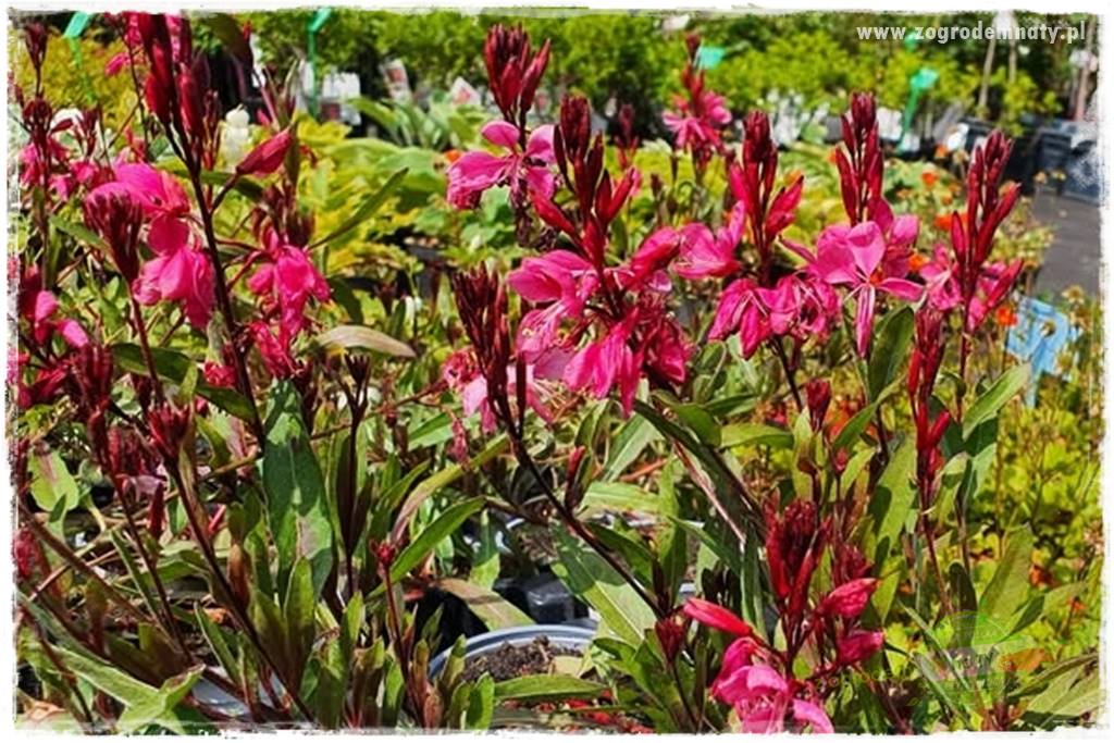 Byliny długo kwitnące 12