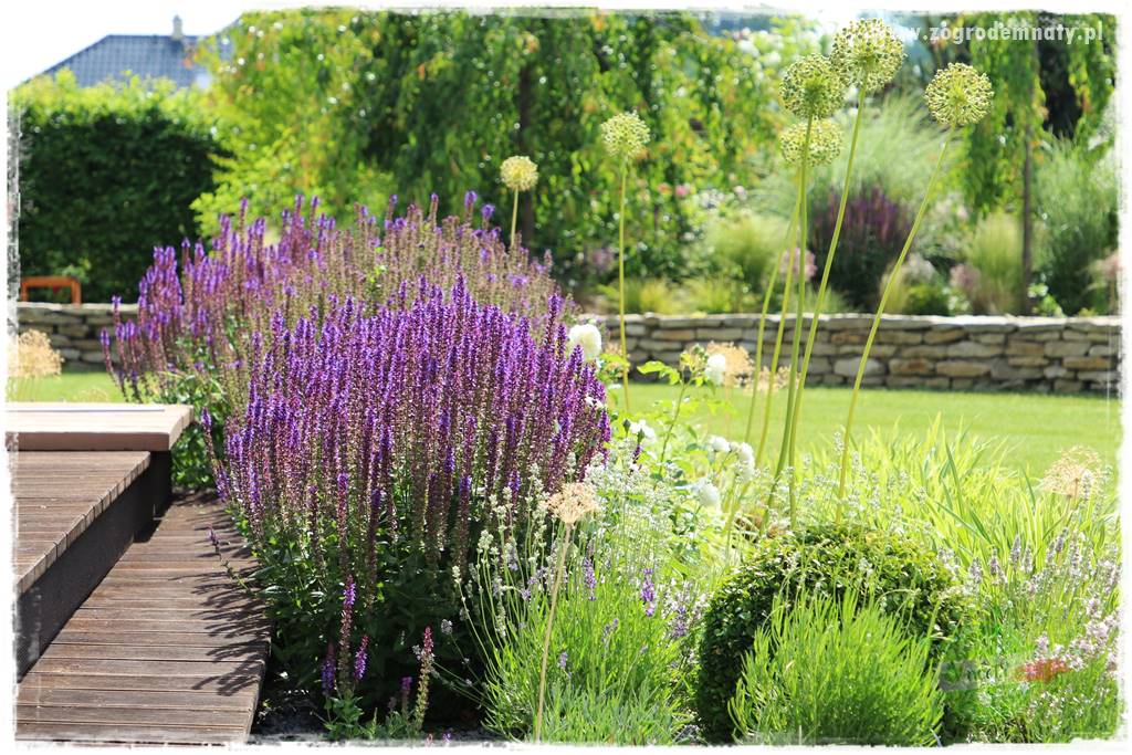 Byliny długo kwitnące 14