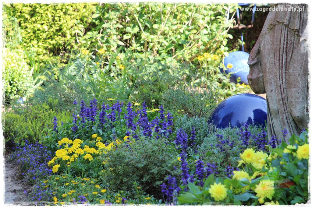 Byliny długo kwitnące 15