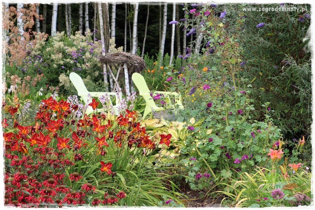 Byliny długo kwitnące 16