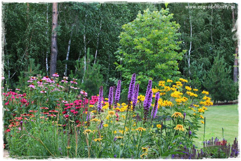 Byliny długo kwitnące 17