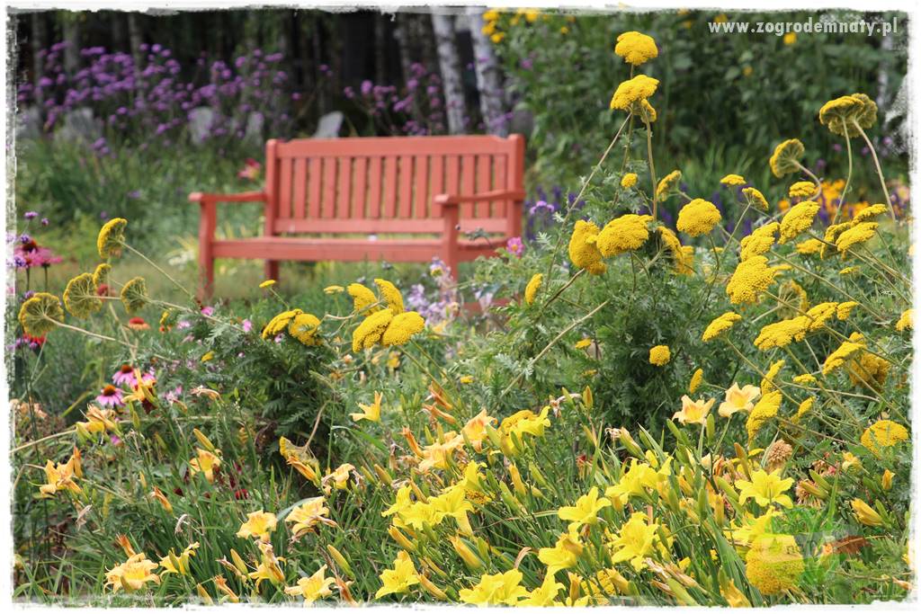 Byliny długo kwitnące 18