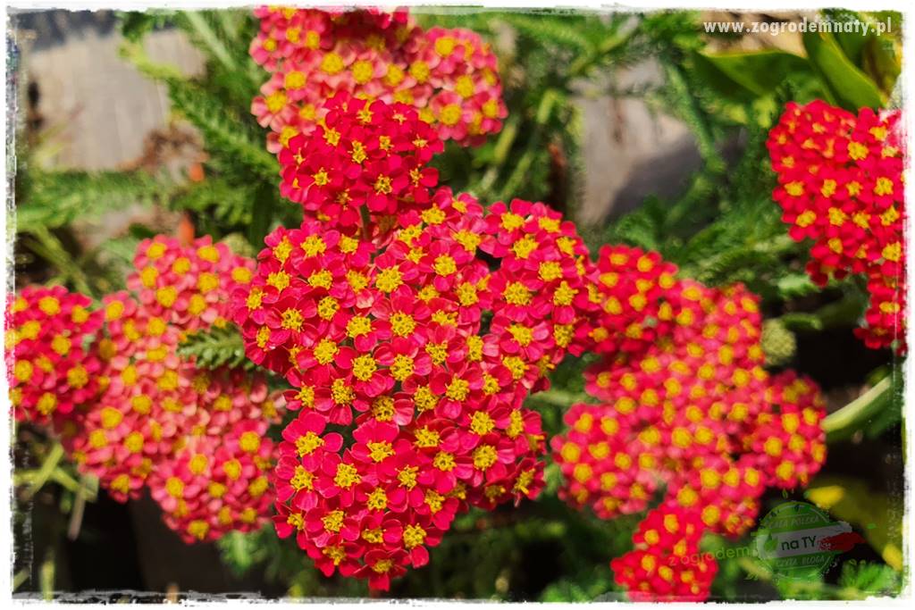 Byliny długo kwitnące 19