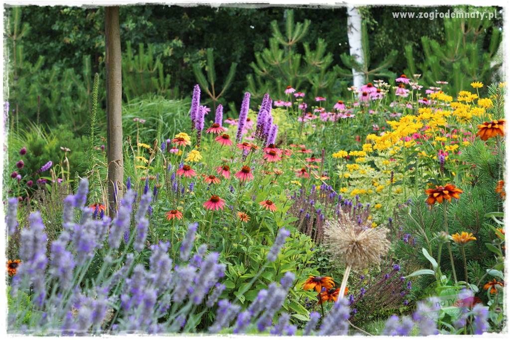 Byliny długo kwitnące 2