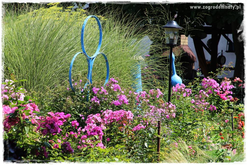 Byliny długo kwitnące 20