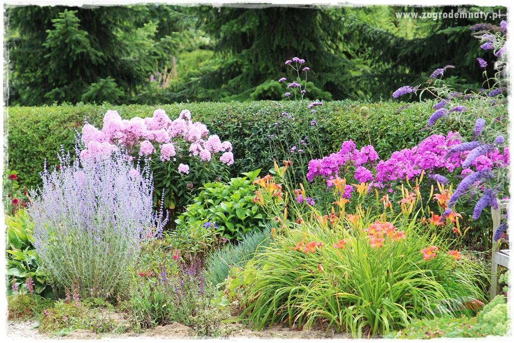 Byliny długo kwitnące 21