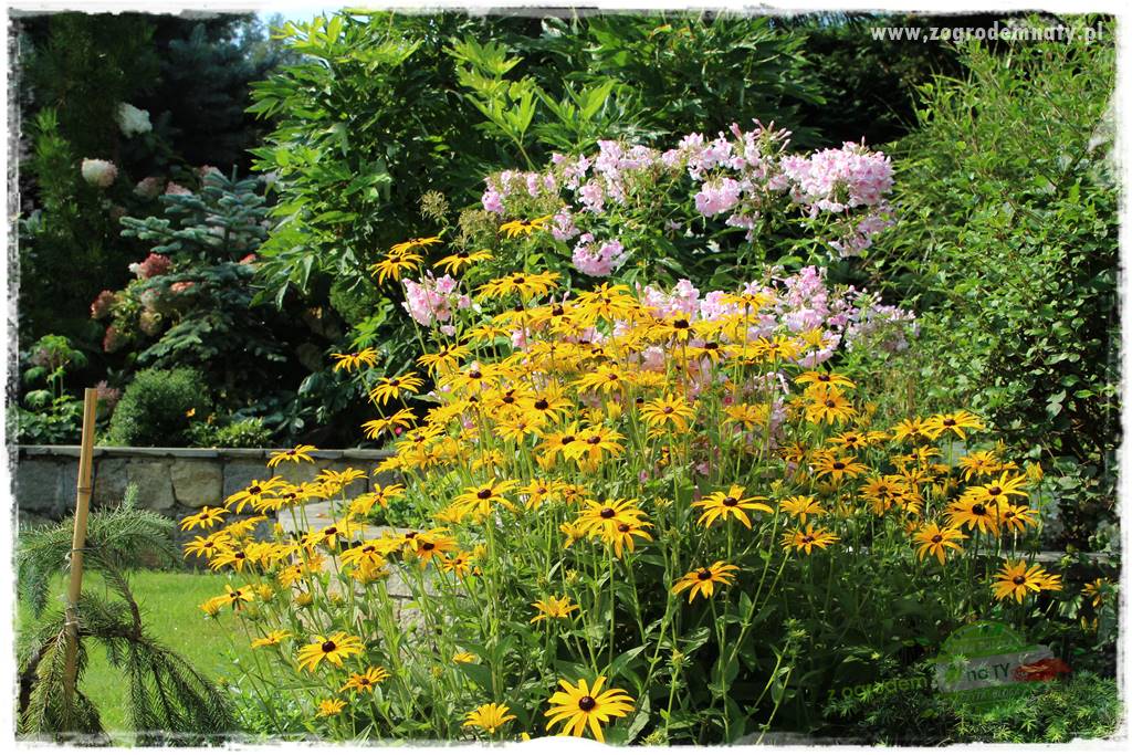 Byliny długo kwitnące 22