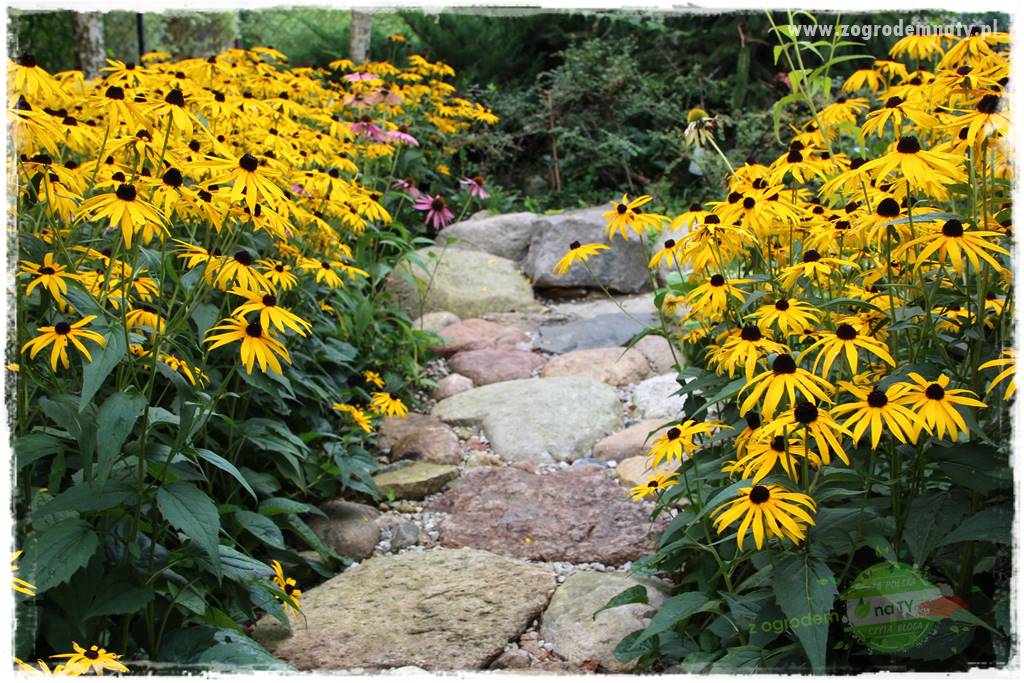 Byliny długo kwitnące 23