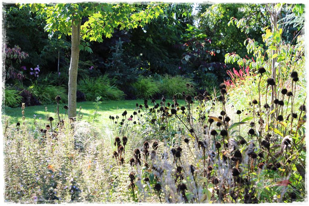 Byliny długo kwitnące 24