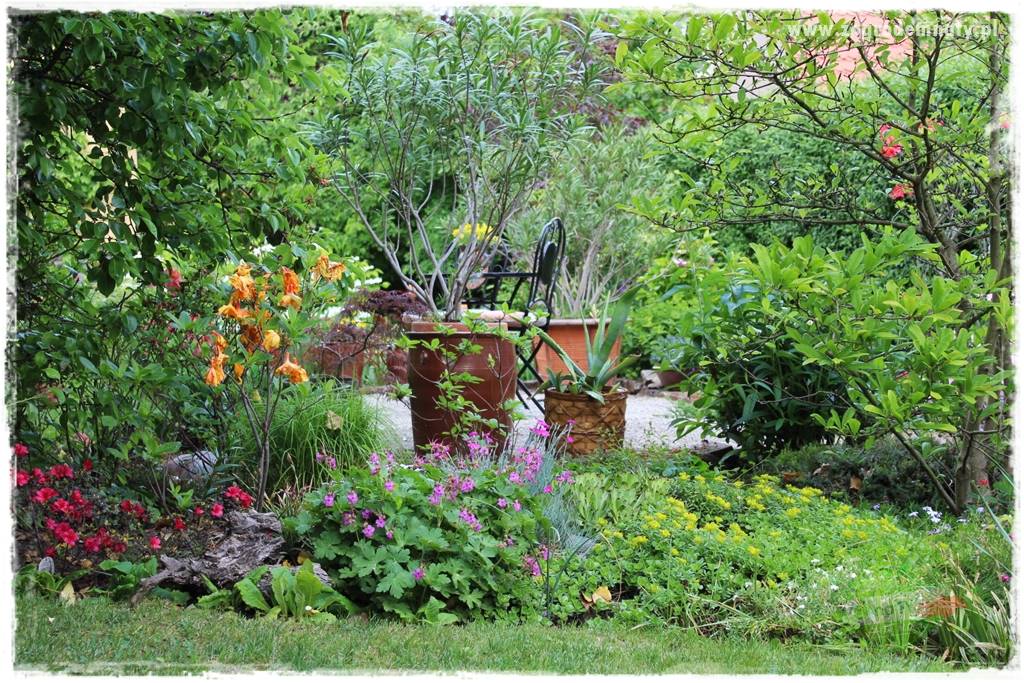 Byliny długo kwitnące 27