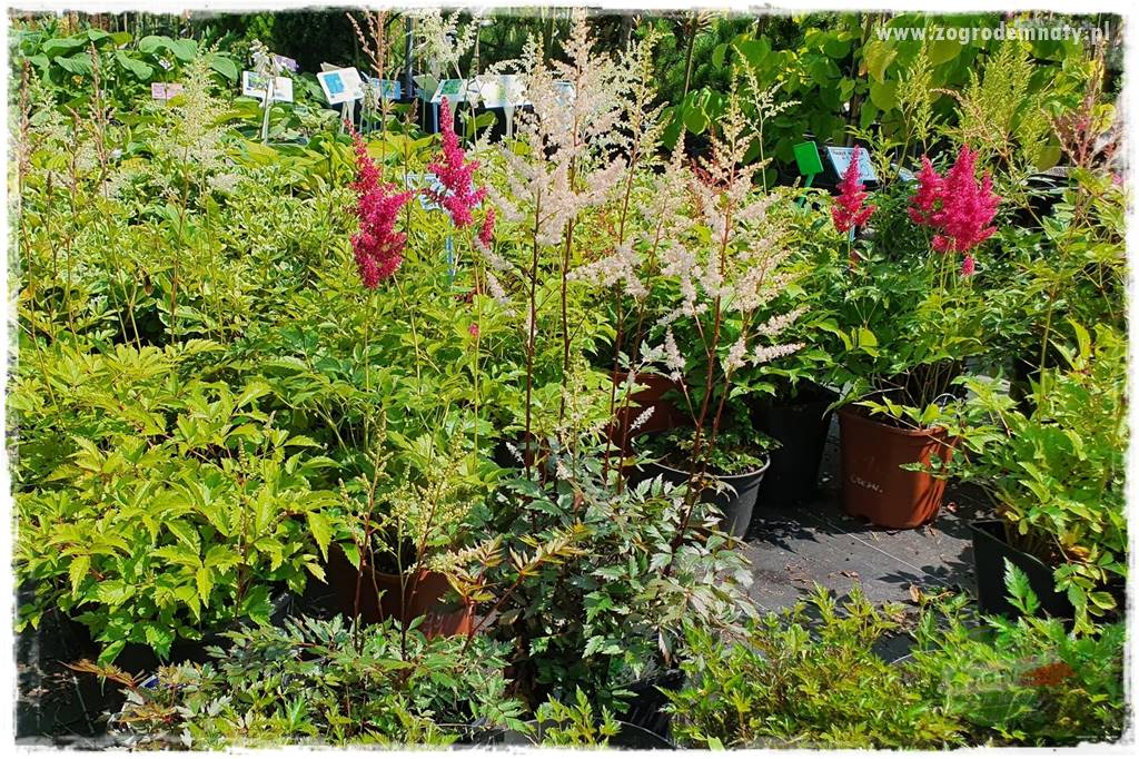 Byliny długo kwitnące 28