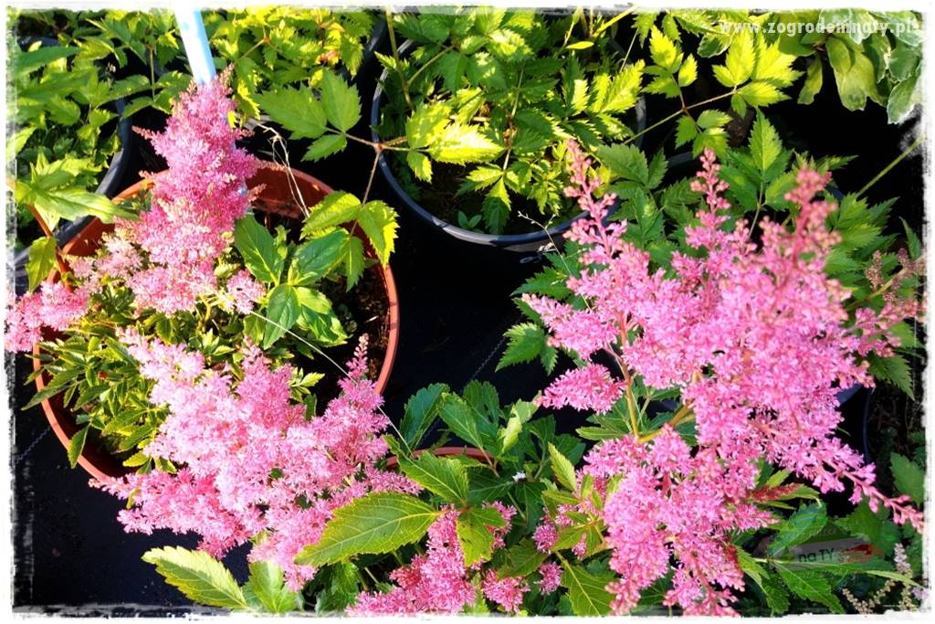 Byliny długo kwitnące 29