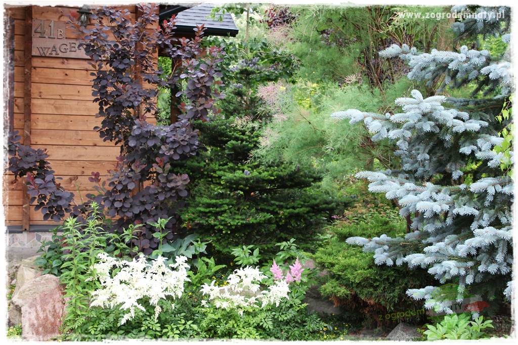 Byliny długo kwitnące 30