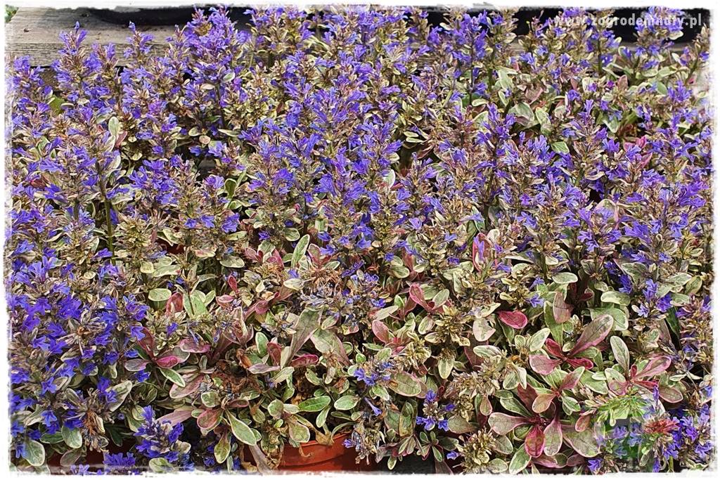 Byliny długo kwitnące 31