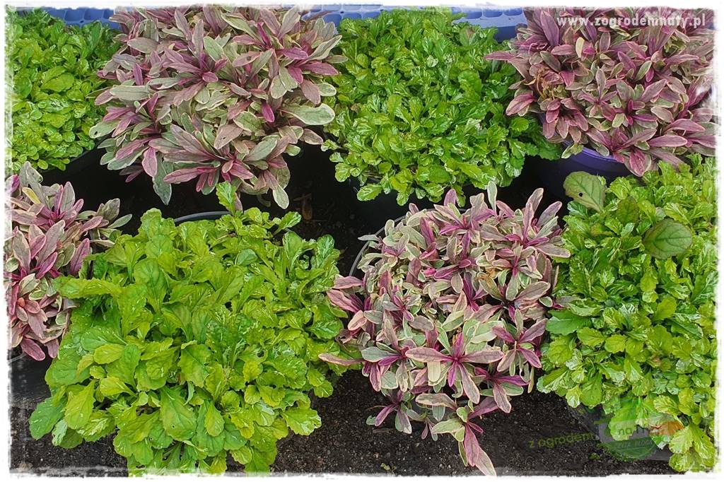 Byliny długo kwitnące 33