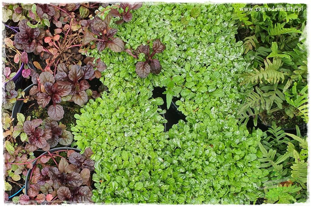 Byliny długo kwitnące 34