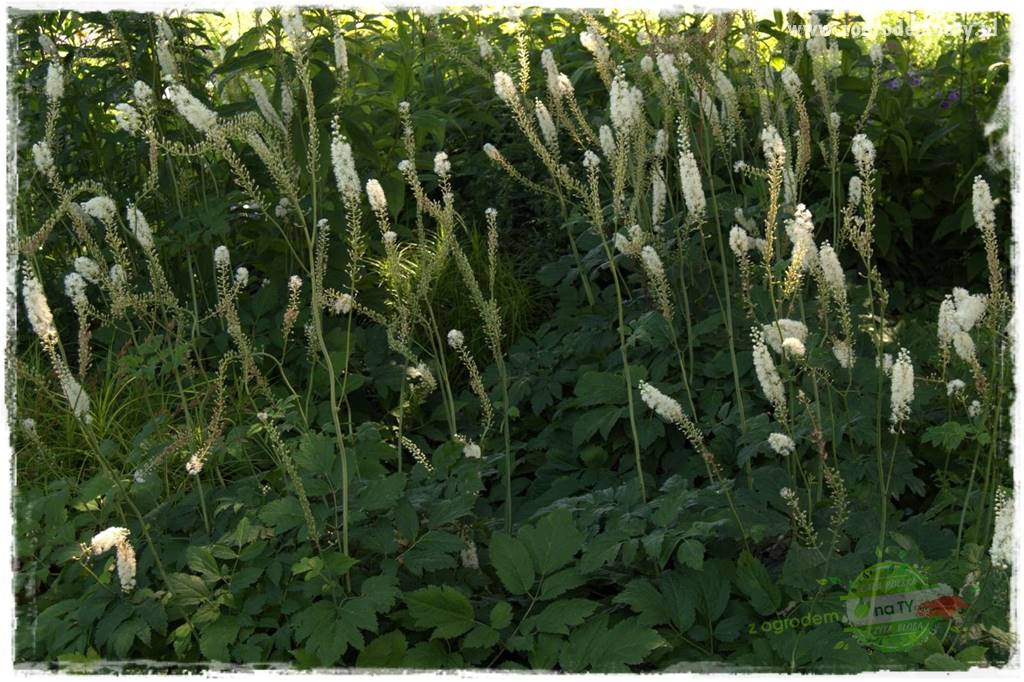 Byliny długo kwitnące 35