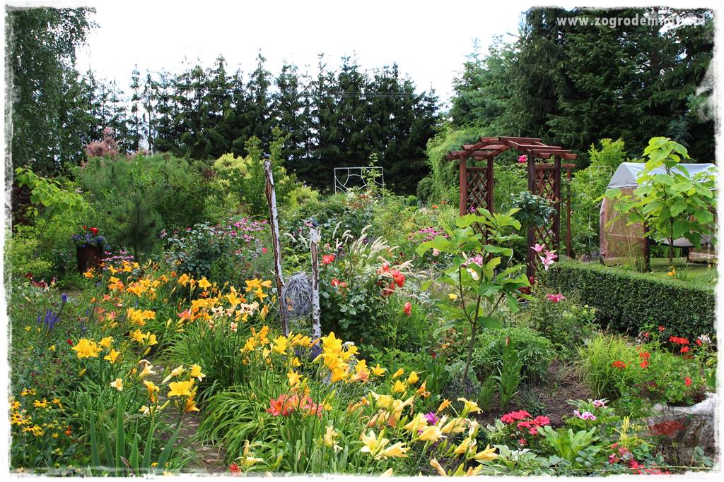 Byliny długo kwitnące 36