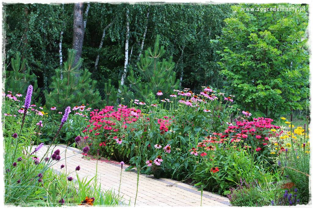 Byliny długo kwitnące 4