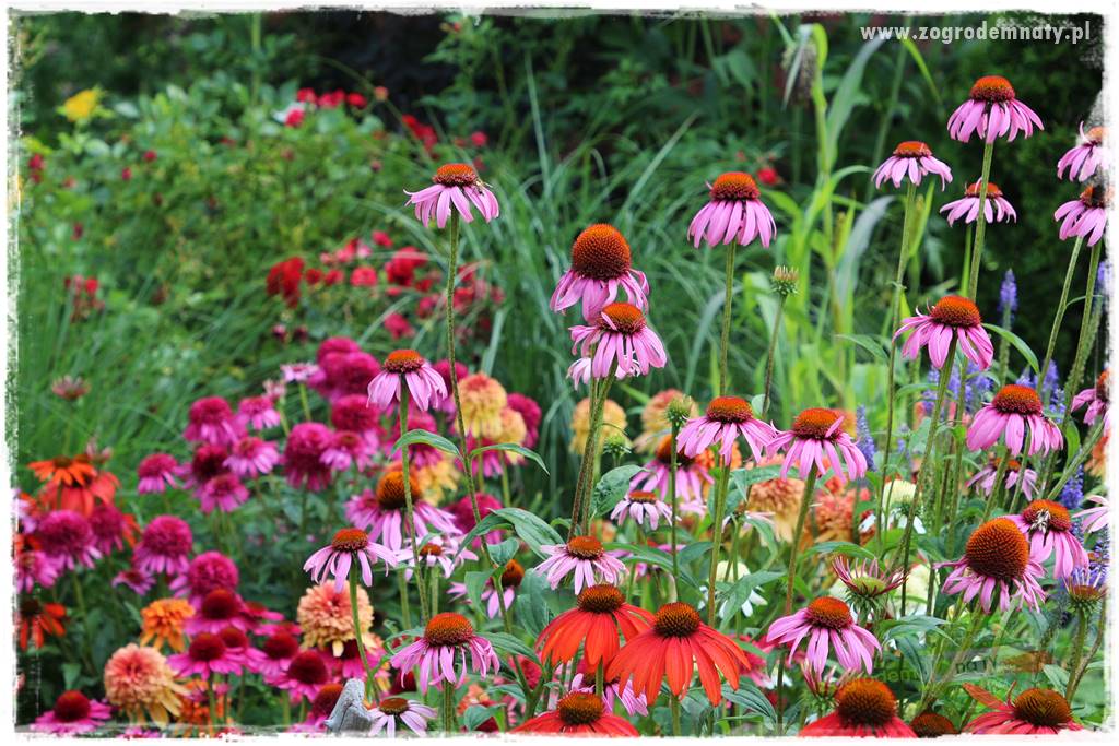 Byliny długo kwitnące 6