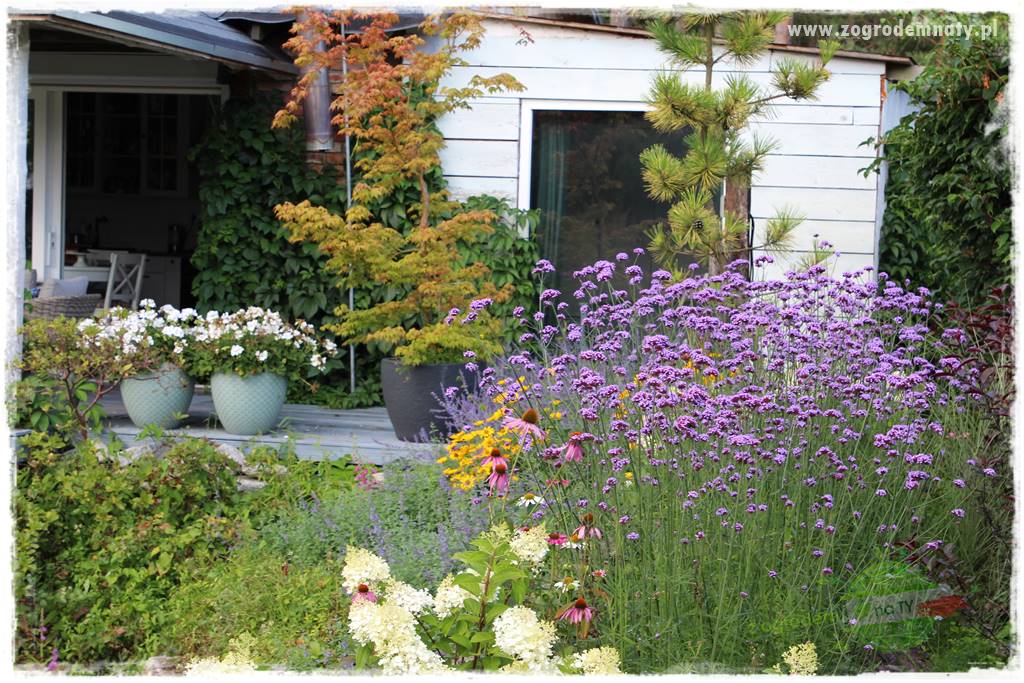 Byliny długo kwitnące 8