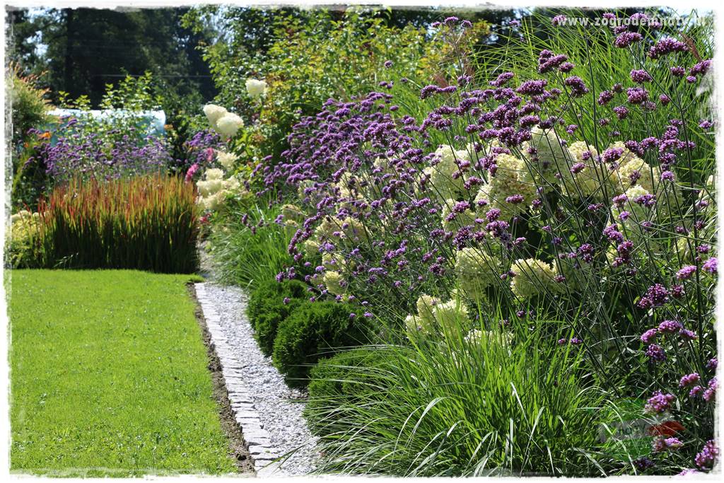 Byliny długo kwitnące 9