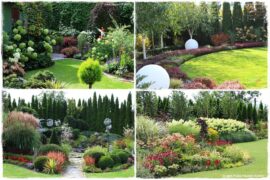 Co posadzić przed tujami 0