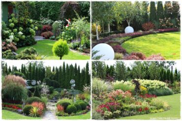 Co posadzić przed tujami 0