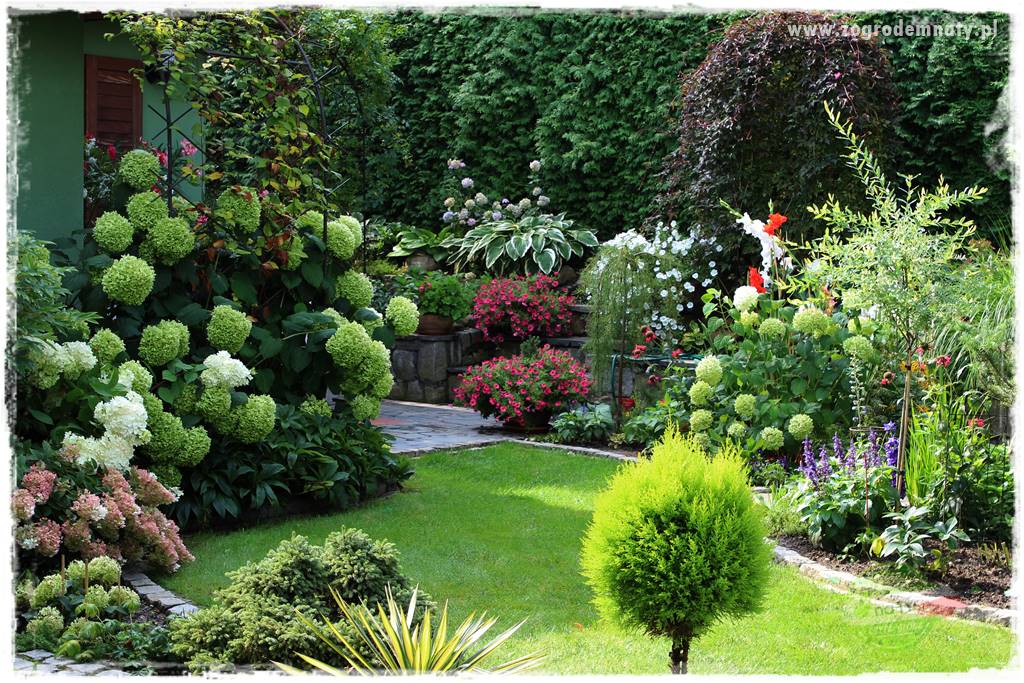 Co posadzić przed tujami 1