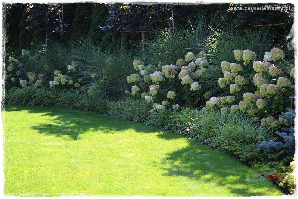 Co posadzić przed tujami 11