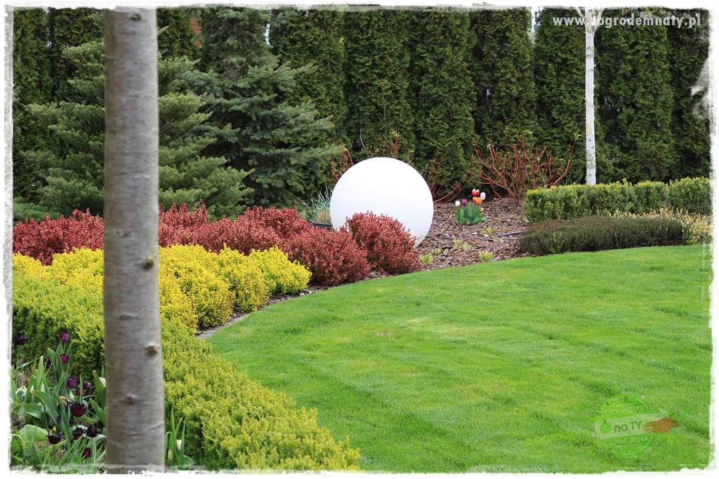 Co posadzić przed tujami 14