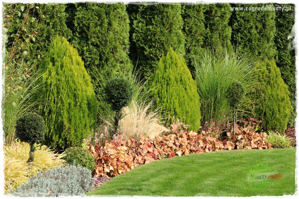 Co posadzić przed tujami 15
