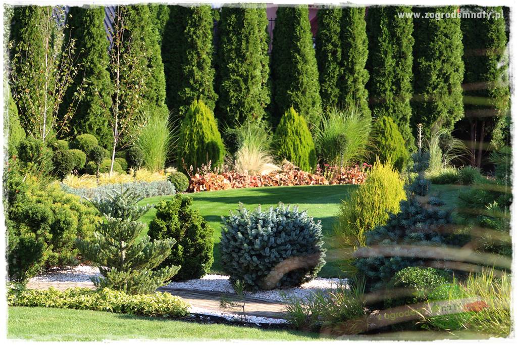 Co posadzić przed tujami 16