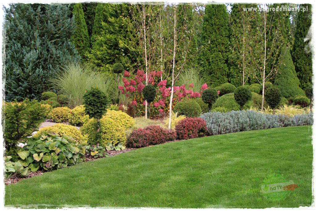 Co posadzić przed tujami 17