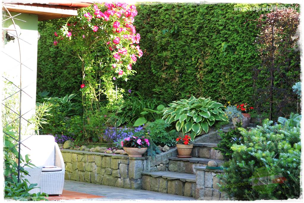 Co posadzić przed tujami 2