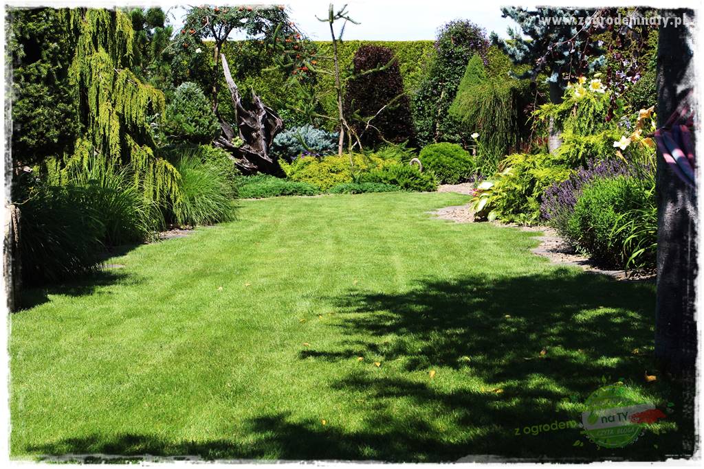 Co posadzić przed tujami 21