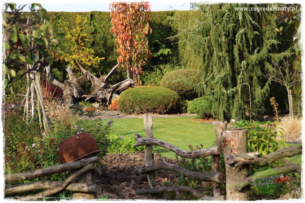 Co posadzić przed tujami 22