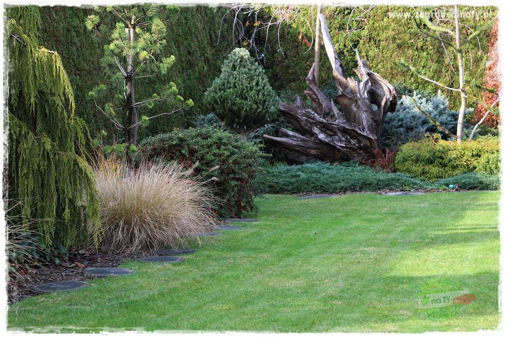 Co posadzić przed tujami 23