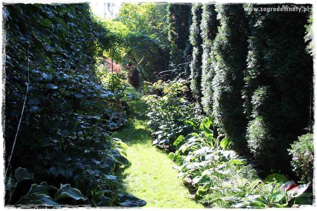 Co posadzić przed tujami 24