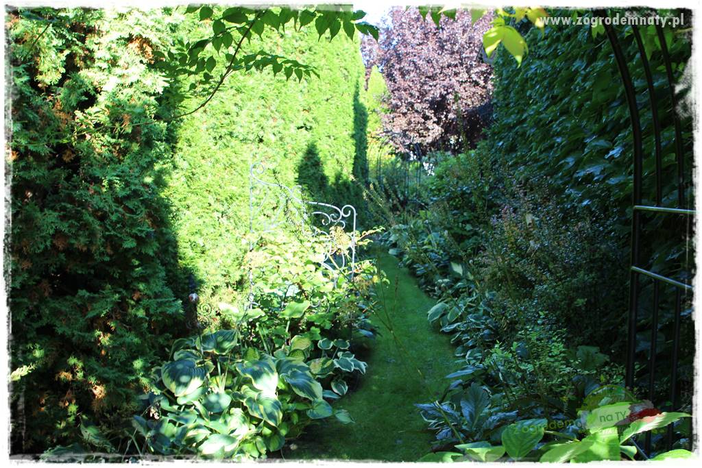 Co posadzić przed tujami 25