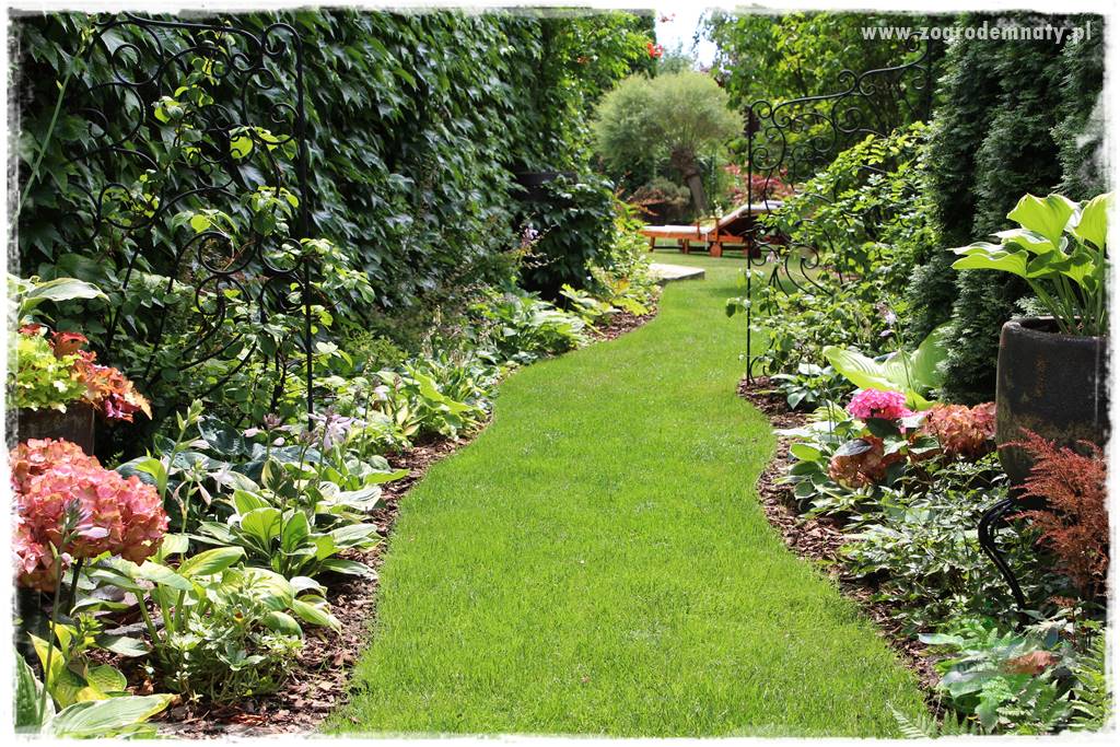 Co posadzić przed tujami 27