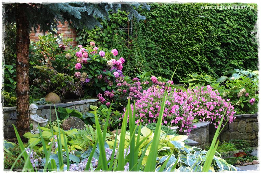 Co posadzić przed tujami 3