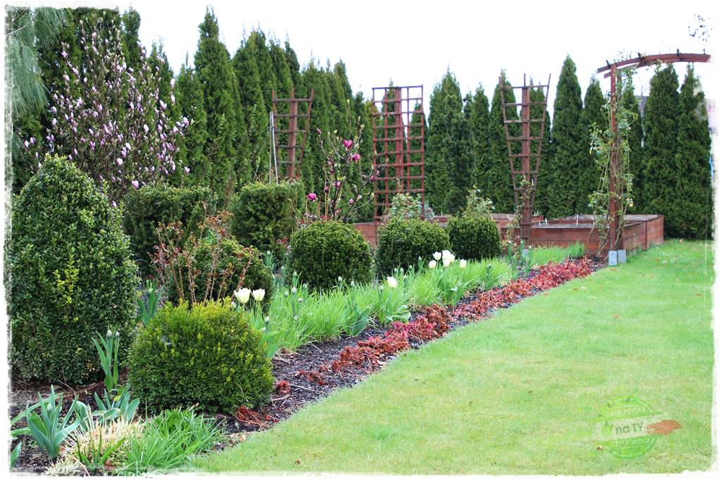 Co posadzić przed tujami 31