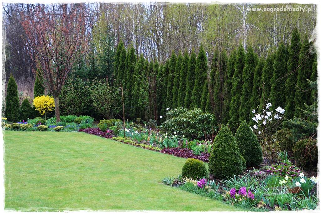 Co posadzić przed tujami 32