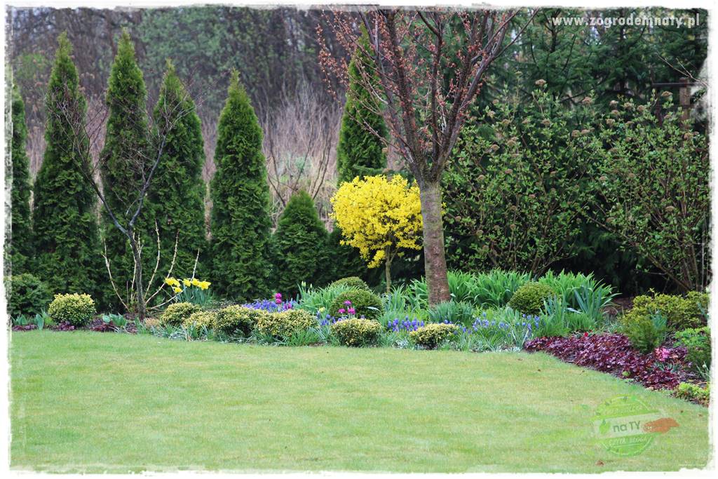 Co posadzić przed tujami 33