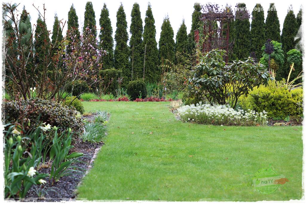 Co posadzić przed tujami 34