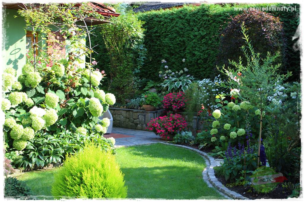 Co posadzić przed tujami 4