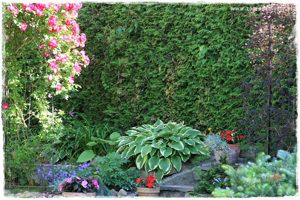 Co posadzić przed tujami 5